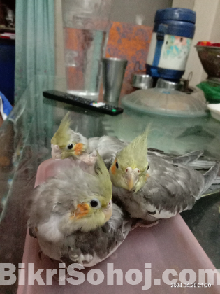 3pcs fawn cocktail baby and 1pcs love bird